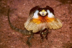 Nguồn gốc về thằn lằn cánh buồm cổ bướm Frilled Lizard