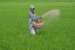 Thị trường vật tư nông nghiệp: Đủ chiêu trò gian lận