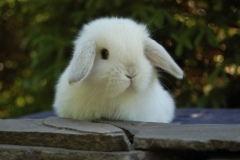 Thỏ Hà Lan: nguồn gốc, đặc điểm, tính cách của giống thỏ kiểng Hà Lan