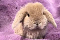 Thỏ minilop: Những điều thú vị về giống thỏ tai cụp tí hon