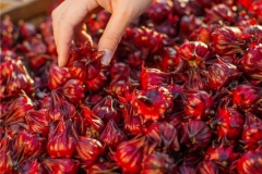 Cây bụp giấm hay còn được gọi là cây atiso đỏ