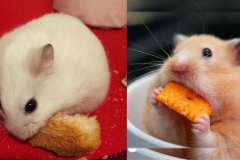 Thức ăn cho chuột hamster phát triển khỏe mạnh