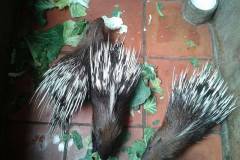 Nhím ăn gì? Tổng hợp các loại thức ăn giúp nhím tăng trọng nhanh