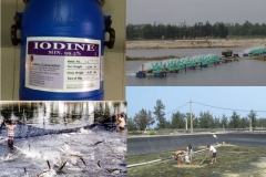 Thuốc bảo vệ thực vật - Iodine trong thủy sản, thành phần, công dụng và cách sử dụng