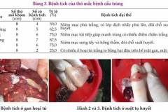 Thuốc ngừa cầu trùng cho thỏ được bà con tin tưởng sử dụng
