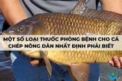 Một số loại thuốc phòng bệnh cho cá chép nông dân nhất định phải biết