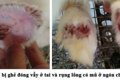 Thuốc xịt trị ghẻ cho thỏ có hiệu quả hiện nay