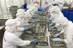 Thủy sản Việt Nam chủ động ra “biển lớn”