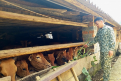Bắc Kạn thành lập 21 tổ hợp tác chăn nuôi và phát triển mô hình nuôi cá nước lạnh