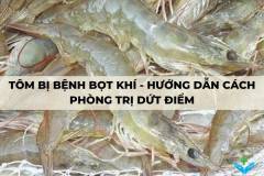 Tôm bị bệnh bọt khí - Hướng dẫn cách phòng trị dứt điểm