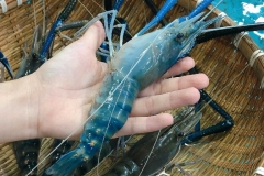 Giống tôm càng xanh nước ngọt