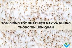 Tôm giống tốt nhất hiện nay và những thông tin liên quan
