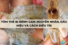Tôm thẻ bị bệnh gan: Nguyên nhân, dấu hiệu và cách điều trị
