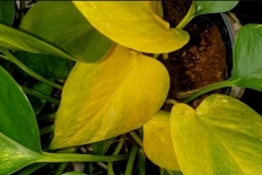 Tổng hợp bệnh trên cây trầu bà và cách khắc phục (P1)