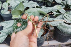 Tổng hợp bệnh trên cây trầu bà và cách khắc phục (P2)