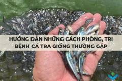 Hướng dẫn những cách phòng, trị bệnh cá tra giống thường gặp