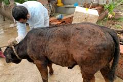 Tham khảo phác đồ điều trị viêm da nổi cục ở trâu bò