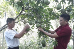 Mạnh dạn chuyển đổi canh tác nông nghiệp - Nông dân Trịnh Công Lý trở thành ấm gương hội viên làm kinh tế giỏi