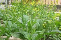 Cách trồng cải ngồng trong thùng xốp cho rau sạch tốt tươi