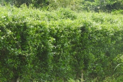 Kỹ thuật trồng dây thìa canh làm dược liệu mang lại hiệu quả kinh tế