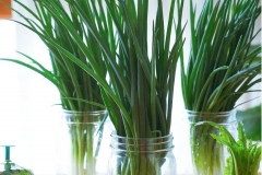 Bỏ túi 4 cách trồng hành lá tại nhà để lúc nào cũng có hành lá để ăn