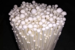 Kỹ thuật trồng nấm kim châm hiệu quả đem lại năng suất cao