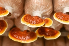 Người nông dân làm giàu từ việc trồng nấm linh chi công nghệ cao