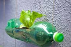 Hướng dẫn cách trồng rau sạch tại nhà bằng chai nhựa