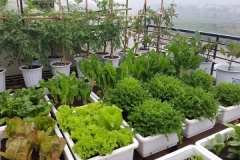 Cách xây dựng mô hình trồng rau sạch trên sân thượng đơn giản, hiệu quả