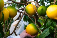 Kỹ thuật trồng vú sữa hoàng kim đem lại lợi nhuận kinh tế cao