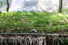 Các mô hình trồng sâm Ngọc Linh phổ biến hiện nay