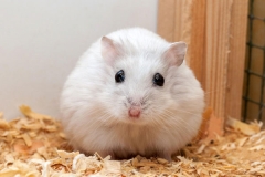 Tuổi thọ của chuột hamster kéo dài bao lâu?