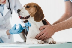 Vacxin 5 bệnh cho chó giúp ngừa những bệnh nào? Tìm hiểu lịch tiêm phòng chi tiết