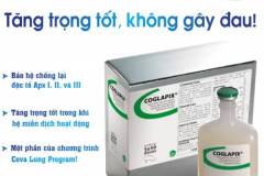 Phòng bệnh nhờ vắc xin viêm phổi cho heo con