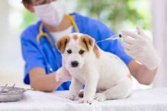Tất tần tật các loại vắc xin cho chó con và chi tiết lịch tiêm phòng?