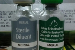 Vắc xin phòng 4 bệnh cho mèo