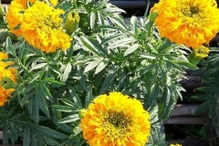 Vạn thọ bị xoăn lá: nguyên nhân và cách khắc phục