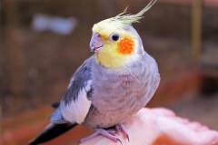 Nguồn gốc, đặc điểm hình dáng, tính cách của vẹt cockatiel lutino