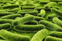 Vi khuẩn axit lactic (Lactobacillus fermentum) - Đệm lót sinh học trong chăn nuôi lợn gà