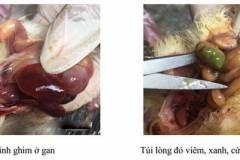 Vịt bị bệnh thương hàn do nguyên nhân nào?