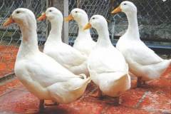 Vịt giống siêu nạc - sự lựa chọn hàng đầu trong chăn nuôi