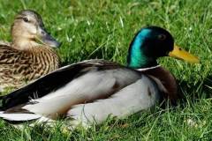 Vịt xiêm và ngan có giống nhau không