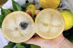 Giá trị dinh dưỡng của quả vú sữa hoàng kim 