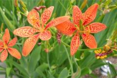 Tìm hiểu về xạ can: Đặc điểm, công dụng và cách trồng 