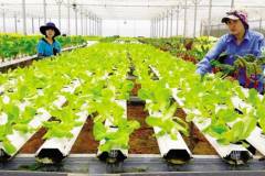 Các bước chuẩn bị để xây dựng mô hình trồng rau sạch đạt hiệu quả cao