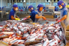 Tín hiệu trái chiều từ các thị trường nhập khẩu cá tra truyền thống