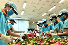 Doanh nghiệp xuất khẩu nông sản vẫn lúng túng trước loạt quy định mới của Trung Quốc