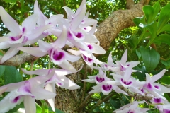 Hoa lan