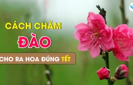 Cách chăm đào cho ra hoa đúng tết