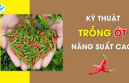 Kỹ thuật trồng ớt năng suất cao